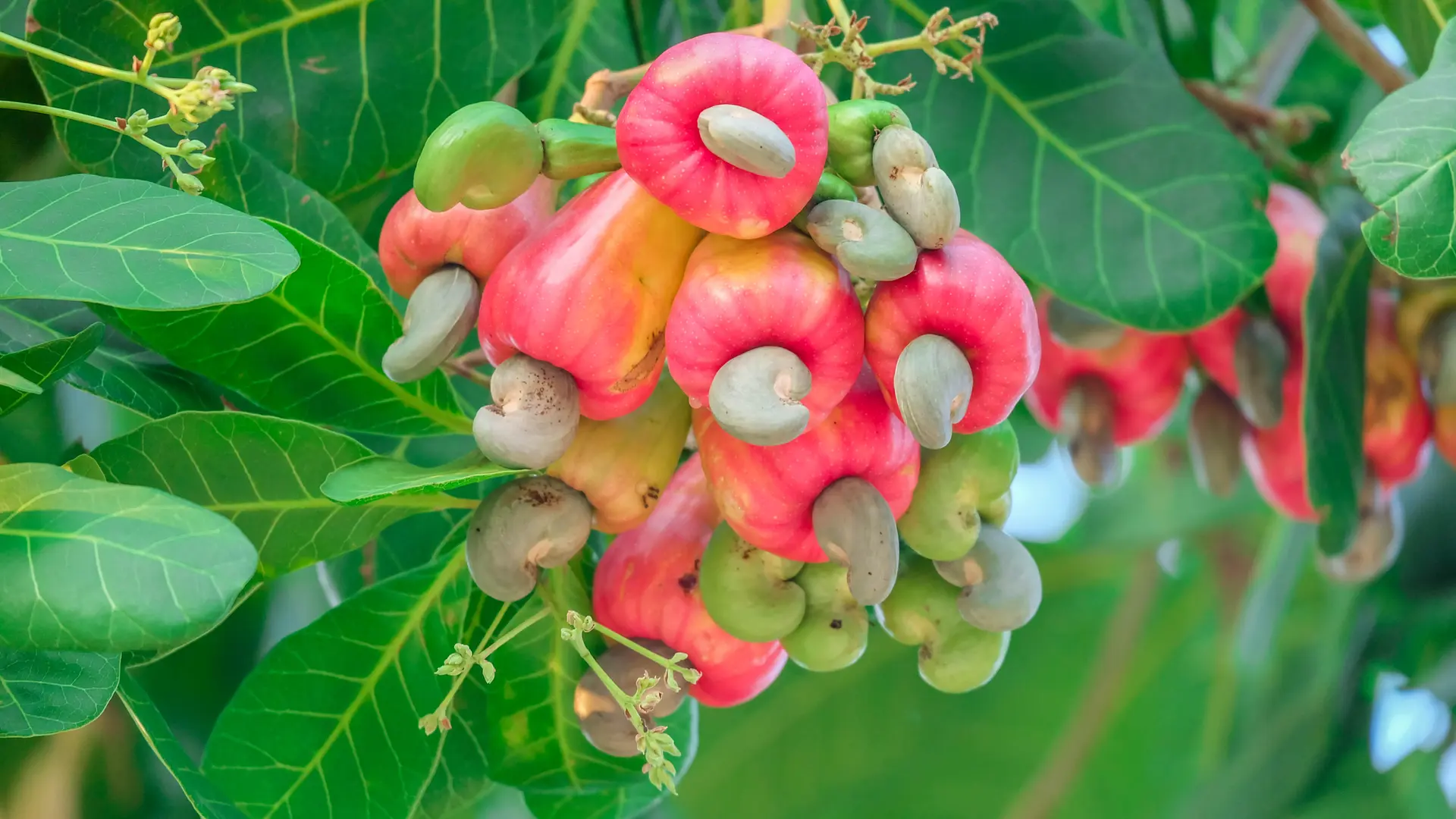 Cashew fruit hanging naturally on a cashew tree