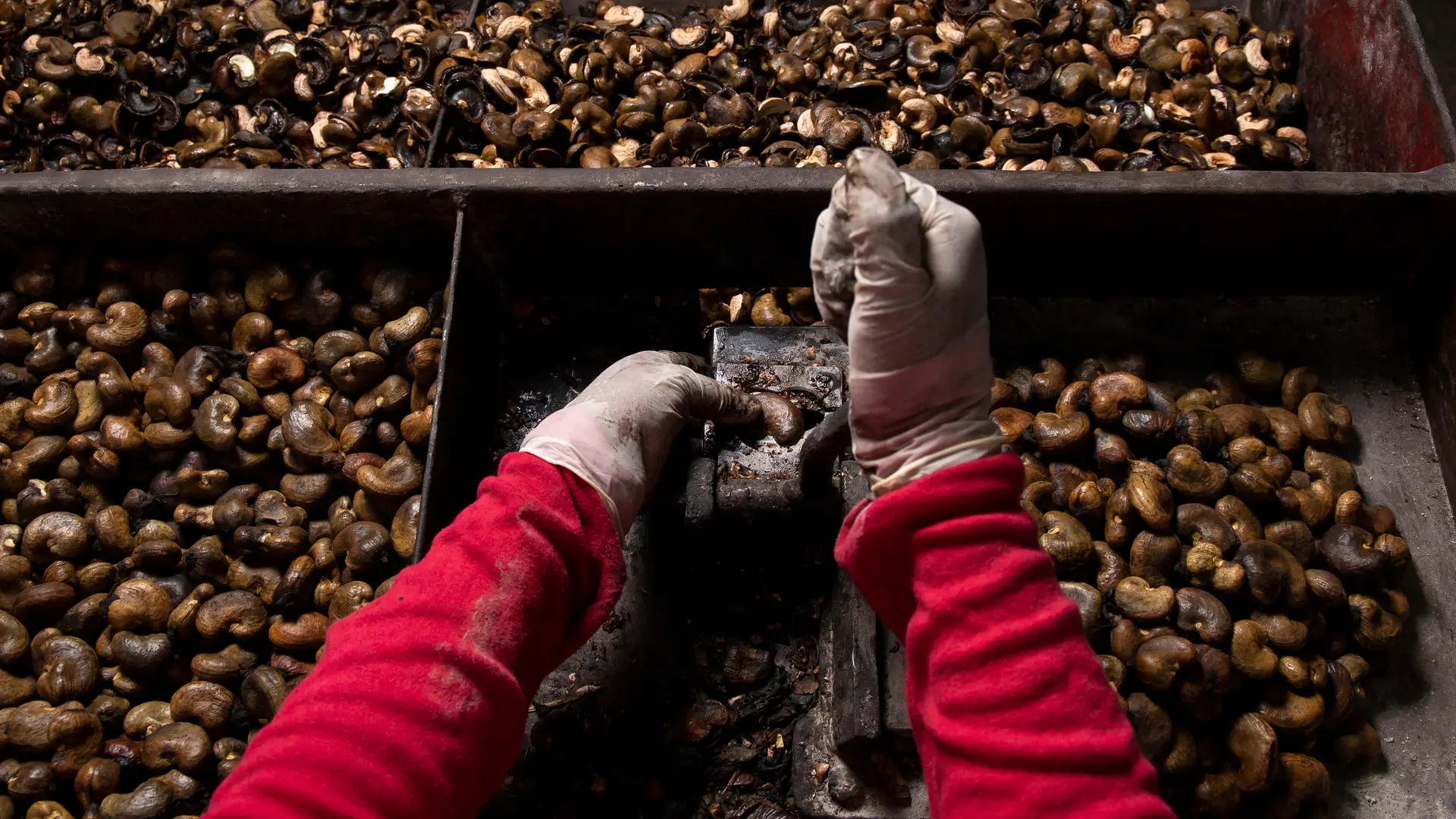 Worker carefully removing cashew outer cover in a processing factory